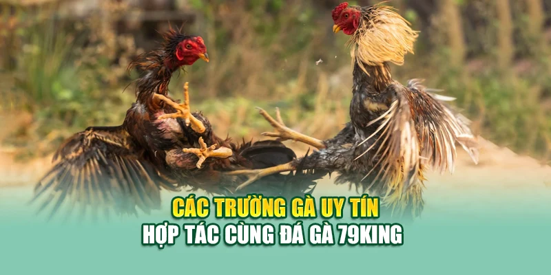 Các trường gà uy tín hợp tác cùng đá gà 79King