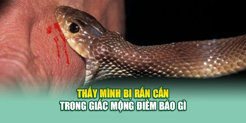 Thấy mình bị rắn cắn trong giấc mộng điềm báo gì